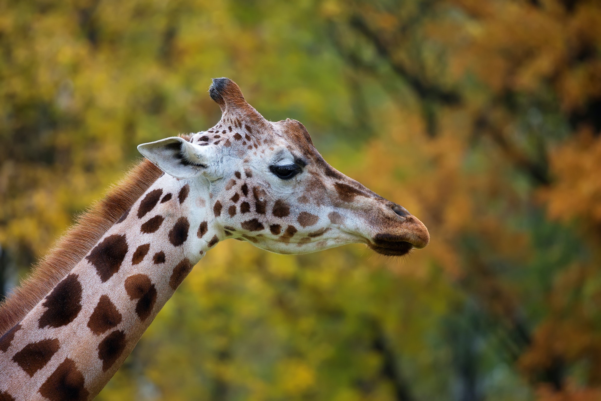 Giraffe, a portrait